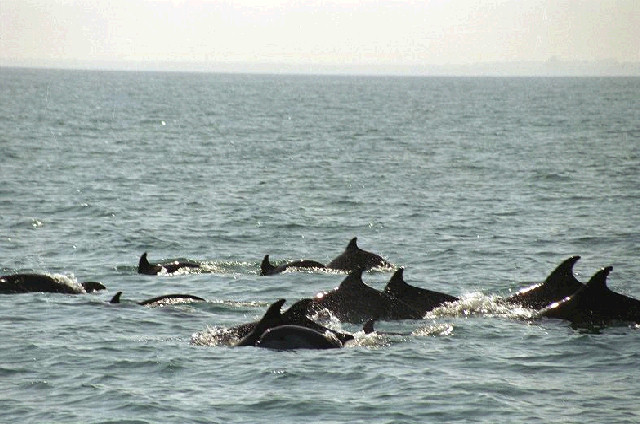 Делфини в яхтеното пристанище на Созопол 2